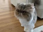 Valentina - Persian Cat For Sale - Lakeland&comma; FL&comma; US