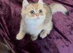 Hans - British Shorthair Kitten For Sale - Johns Creek&comma; GA&comma; US