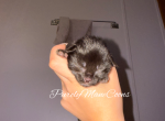 Black Maine Coon Kitten - Maine Coon Kitten For Sale - 