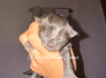 Blue Female - Maine Coon Kitten For Sale - Conyers&comma; GA&comma; US