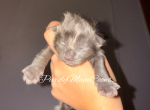 Blue Female Maine Coon Kitten - Maine Coon Kitten For Sale - Conyers&comma; GA&comma; US