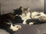 Kira and Adrian - American Longhair Cat For Adoption - Co Spgs&comma; CO&comma; US