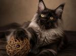 European Maine Coon kittens available - Maine Coon Kitten For Sale - FL&comma; US
