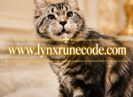 EUROPEAN MAINE COON wwwlynxrunecodecom - Maine Coon Kitten For Sale - FL&comma; US
