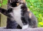 Lavara - Domestic Kitten For Sale - 