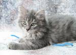 Sky Siberian kitten - Siberian Kitten For Sale - AL&comma; US