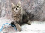 Skandan Siberian kitten - Siberian Kitten For Sale - AL&comma; US