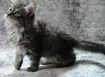 Skylie Siberian kitten - Siberian Kitten For Sale - AL&comma; US