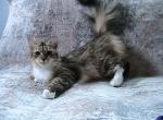 Liora Siberian - Siberian Cat For Sale - AL&comma; US