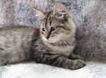 Sienna Siberian kitten - Siberian Kitten For Sale - AL&comma; US