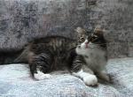 Scotty Siberian - Siberian Kitten For Sale - AL&comma; US