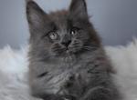 Eshli - Maine Coon Kitten For Sale - Miami&comma; FL&comma; US