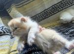 Exotic shorthair litter - Exotic Kitten For Sale - Altamonte Springs&comma; FL&comma; US