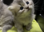 Gray Lion - Scottish Straight Kitten For Sale - Fairview&comma; NJ&comma; US