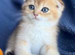 Scottish Fold Golden Male - Scottish Fold Kitten For Sale - Orlando&comma; FL&comma; US