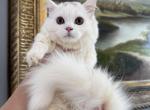 Munchkin White Male - Munchkin Kitten For Sale - Orlando&comma; FL&comma; US