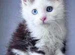 Vlad Dracula - Maine Coon Kitten For Sale - Miami&comma; FL&comma; US