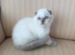 Scottish Fold Color Point Male - Munchkin Kitten For Sale - Orlando&comma; FL&comma; US