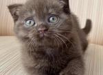 Scottish Chocolate Male & Female - Scottish Fold Kitten For Sale - Orlando&comma; FL&comma; US