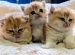 Honey litter - Brazilian Shorthair Kitten For Sale - Spencer&comma; IN&comma; US