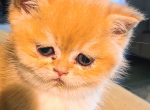 Honey litter - Brazilian Shorthair Kitten For Sale - Spencer&comma; IN&comma; US