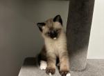 Siamese kittens - Siamese Kitten For Sale - Attleboro&comma; MA&comma; US