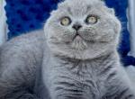 Trevor - Scottish Fold Kitten For Sale - Miami&comma; FL&comma; US