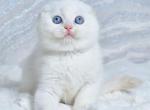 Jeff - Scottish Fold Kitten For Sale - Miami&comma; FL&comma; US