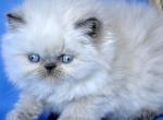 Coco - Persian Kitten For Sale - Pembroke Pines&comma; FL&comma; US