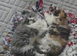 Friends fur life - Persian Kitten For Sale - MI&comma; US