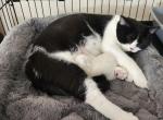 Acension - British Shorthair Kitten For Sale - 