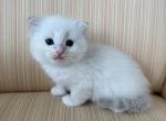 Scottish white point male - Scottish Fold Kitten For Sale - Orlando&comma; FL&comma; US