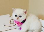 SKYE - British Shorthair Kitten For Sale - Austin&comma; TX&comma; US
