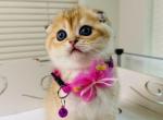 DUCHESS - Scottish Straight Kitten For Sale - Austin&comma; TX&comma; US