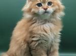 LoveofBrits Dallas Chocolate Golden Longhair boy - British Shorthair Kitten For Sale - 