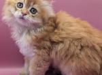 LoveofBrits Duke Chocolate Golden Longhair boy - British Shorthair Kitten For Sale - 