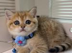 ARCHIE - Scottish Straight Kitten For Sale - Austin&comma; TX&comma; US