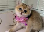 DOLCE - Scottish Fold Kitten For Sale - 
