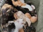Pentecost - British Shorthair Kitten For Sale - Lynn&comma; MA&comma; US
