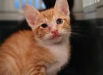 Zaccheus - Domestic Kitten For Adoption - Fort Pierce&comma; FL&comma; US