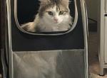 Lincoln - American Longhair Cat For Adoption - Urbana&comma; IL&comma; US