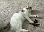 Lincoln - American Longhair Kitten For Sale