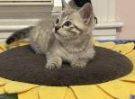 Snow - Bengal Kitten For Sale - 