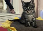 Lil Panther - Bengal Kitten For Sale - Webster Square&comma; MA&comma; US