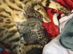 Zuris litter - Bengal Kitten For Sale - Allendale&comma; IN&comma; US