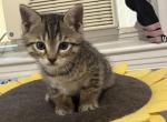 Colin - Bengal Kitten For Sale - 
