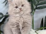 British Longhair Lilac Male - British Shorthair Kitten For Sale - Clearwater&comma; FL&comma; US