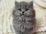British Longhair Blue Female ready to go home - British Shorthair Kitten For Sale - Clearwater&comma; FL&comma; US