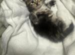 Skye - Siberian Kitten For Sale - Lynnfield&comma; MA&comma; US