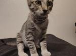 Cha cha - American Shorthair Kitten For Adoption - Glendale&comma; AZ&comma; US